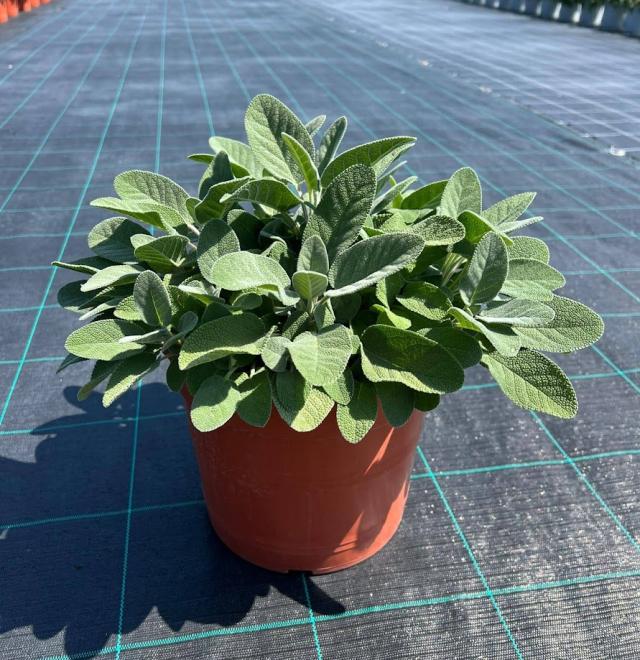 SALVIA OFF.MAXIMA V24