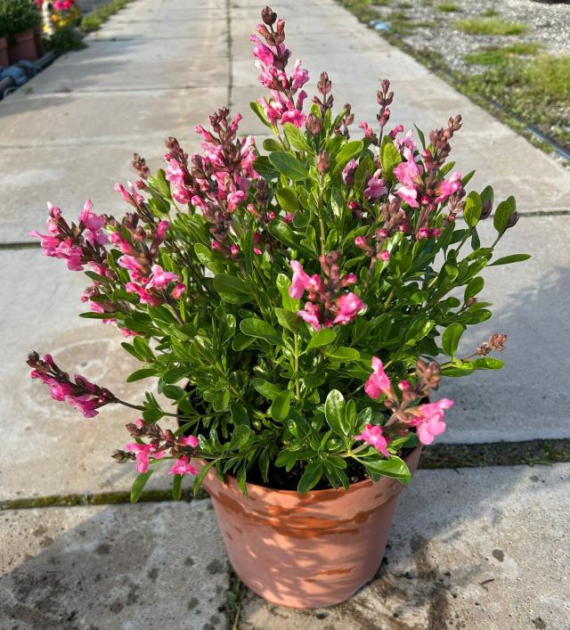 SALVIA GREGGII V24        