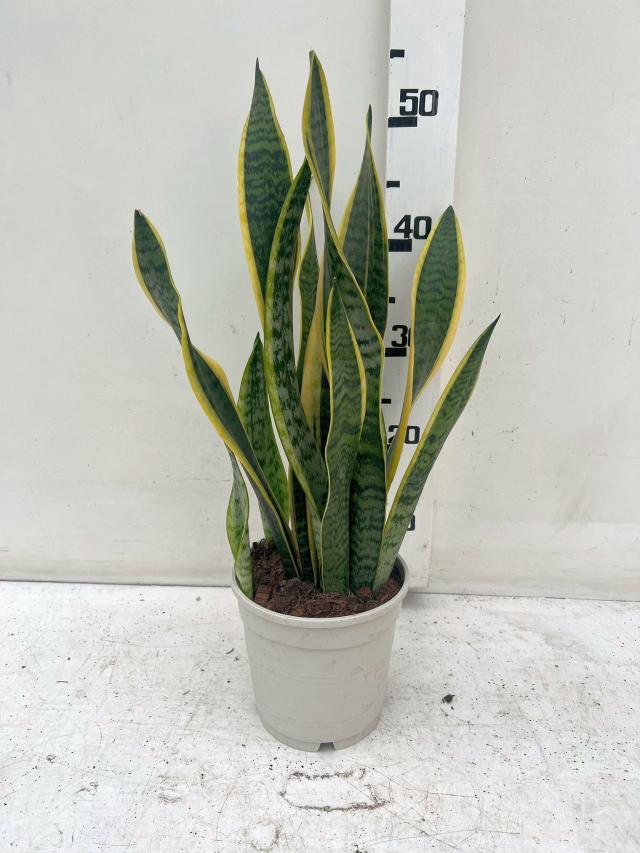 SANSEVIERIA LAURENTII VASO 15