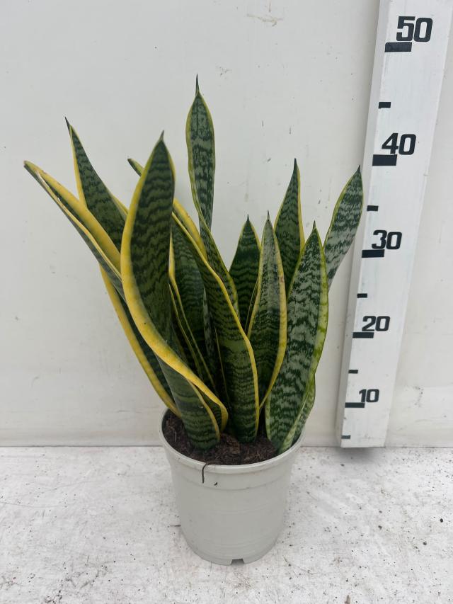 SANSEVIERIA LAURENTII VASO 15