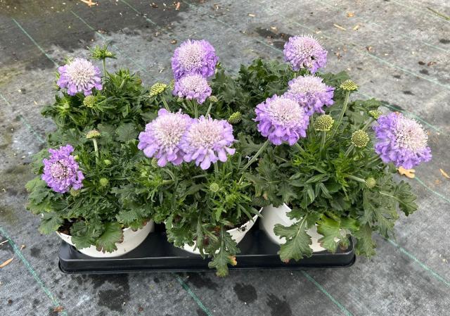 SCABIOSA COLUMBARIA *Mariposa Blue* V14 