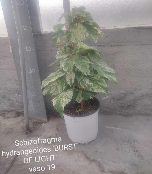 SCHIZOPHRAGMA *Burst of Light* V19 