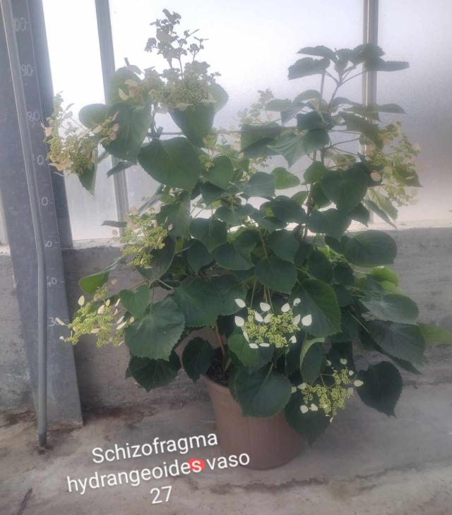 SCHIZOPHRAGMA *Roseum* V27 
