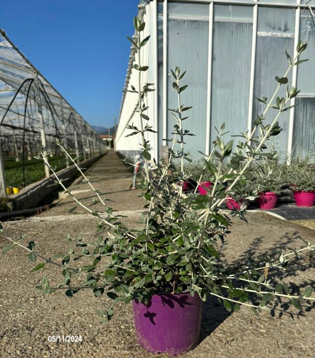 TEUCRIUM FRUTICANS (Camedrio) V18