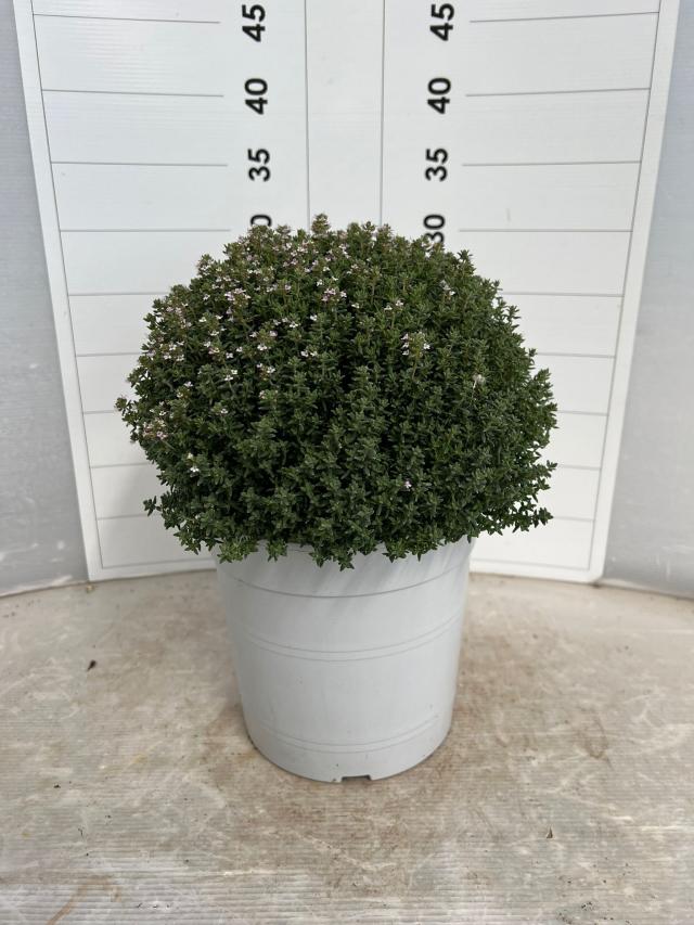 TIMO FAUSTINII VASO 18