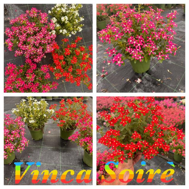 VINCA *Soiree Kawaii* VASO 14