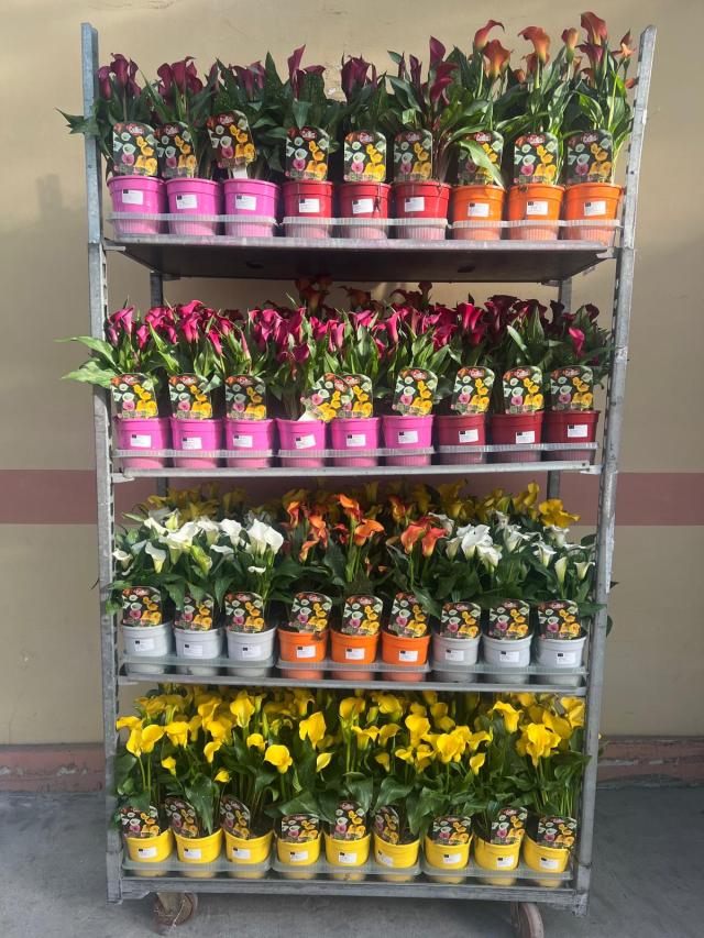 CALLA ZANTEDESCHIA VASO 15 COLORATA